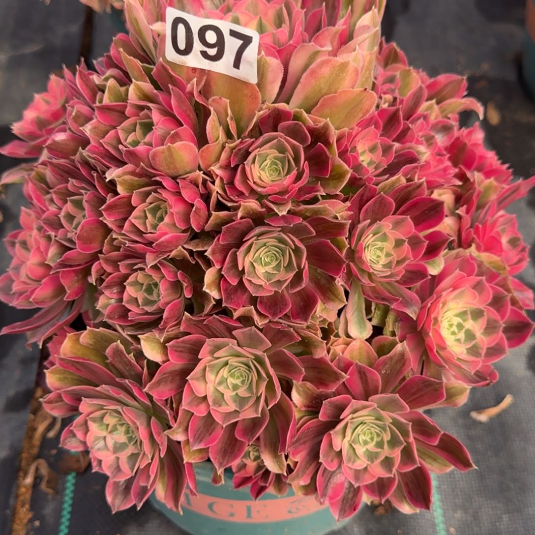 097男神多肉植物