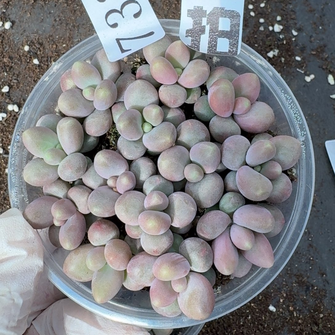 多肉植物多肉植物733量拍咖啡奶