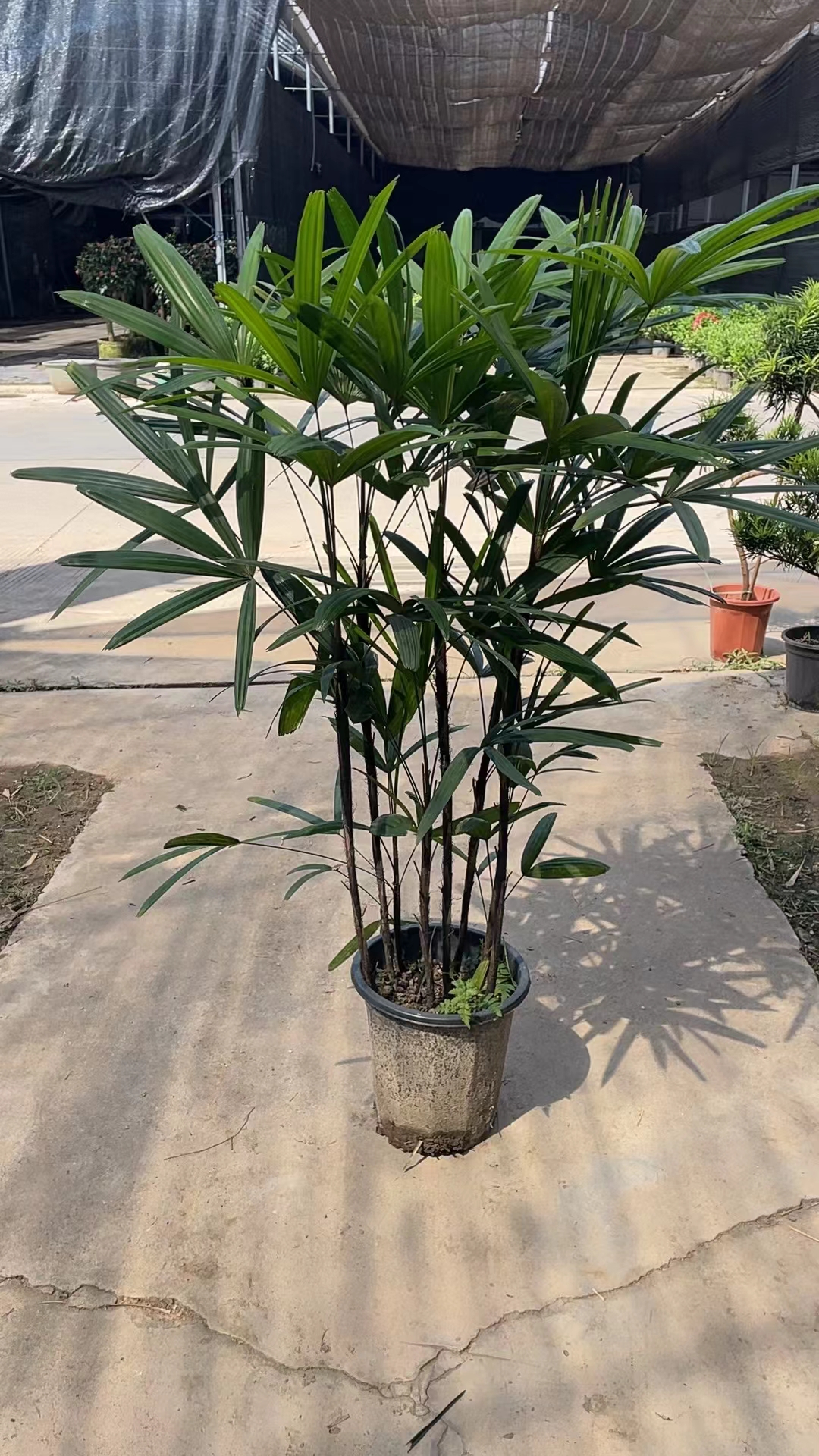 棕竹网红盆栽卧室绿植