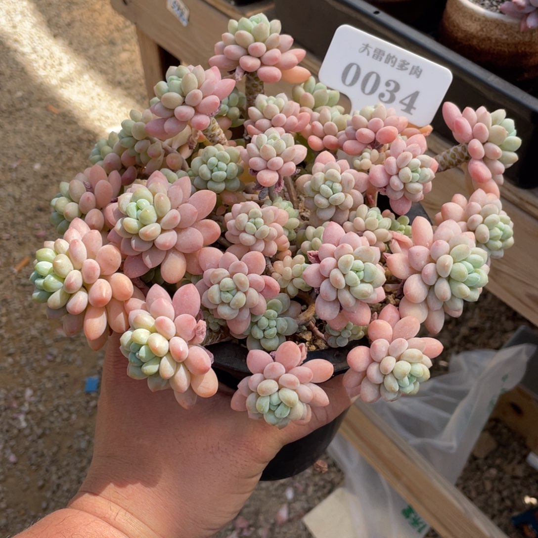 0034洛可可不带盆22厘米