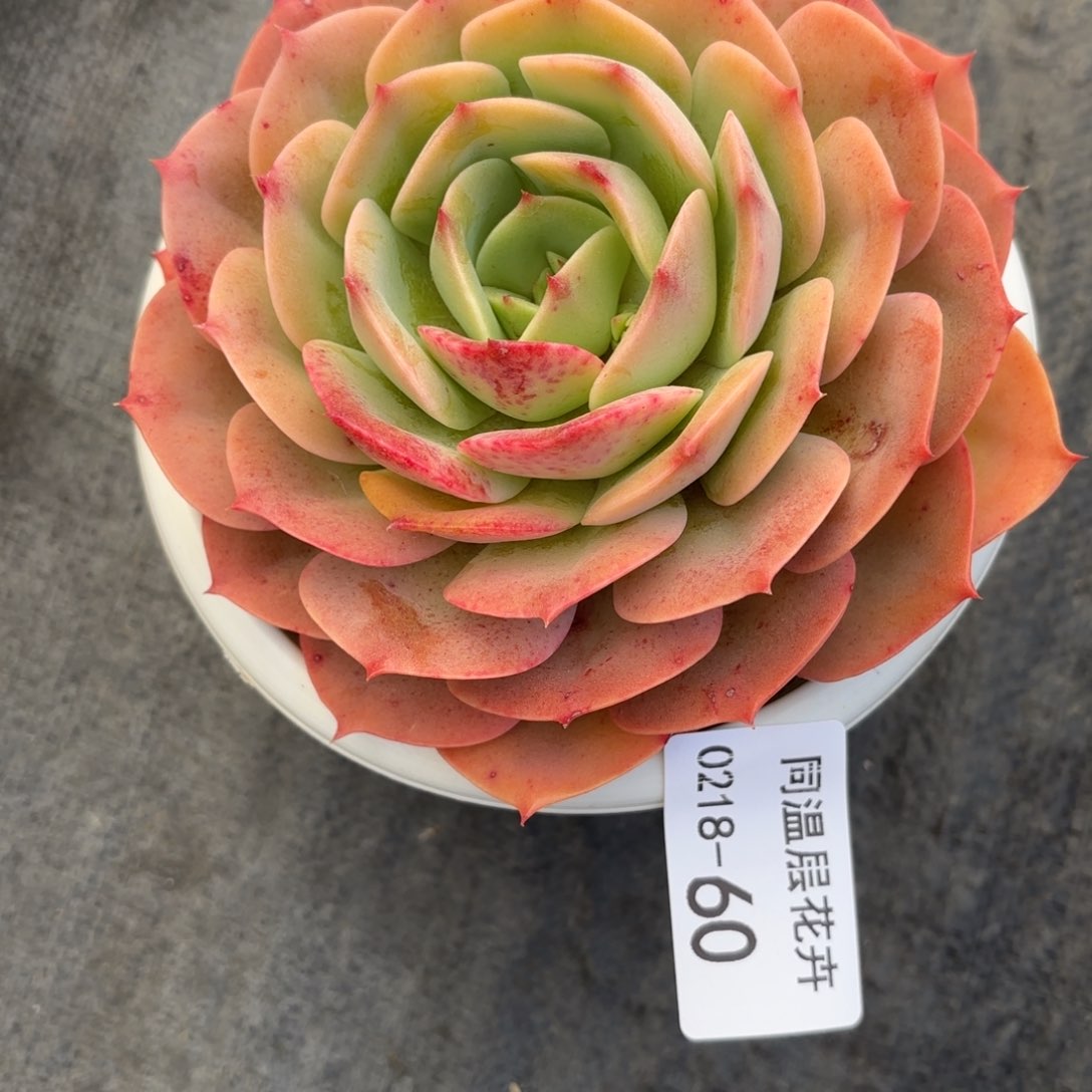 朱*同温层多肉60白雪公主