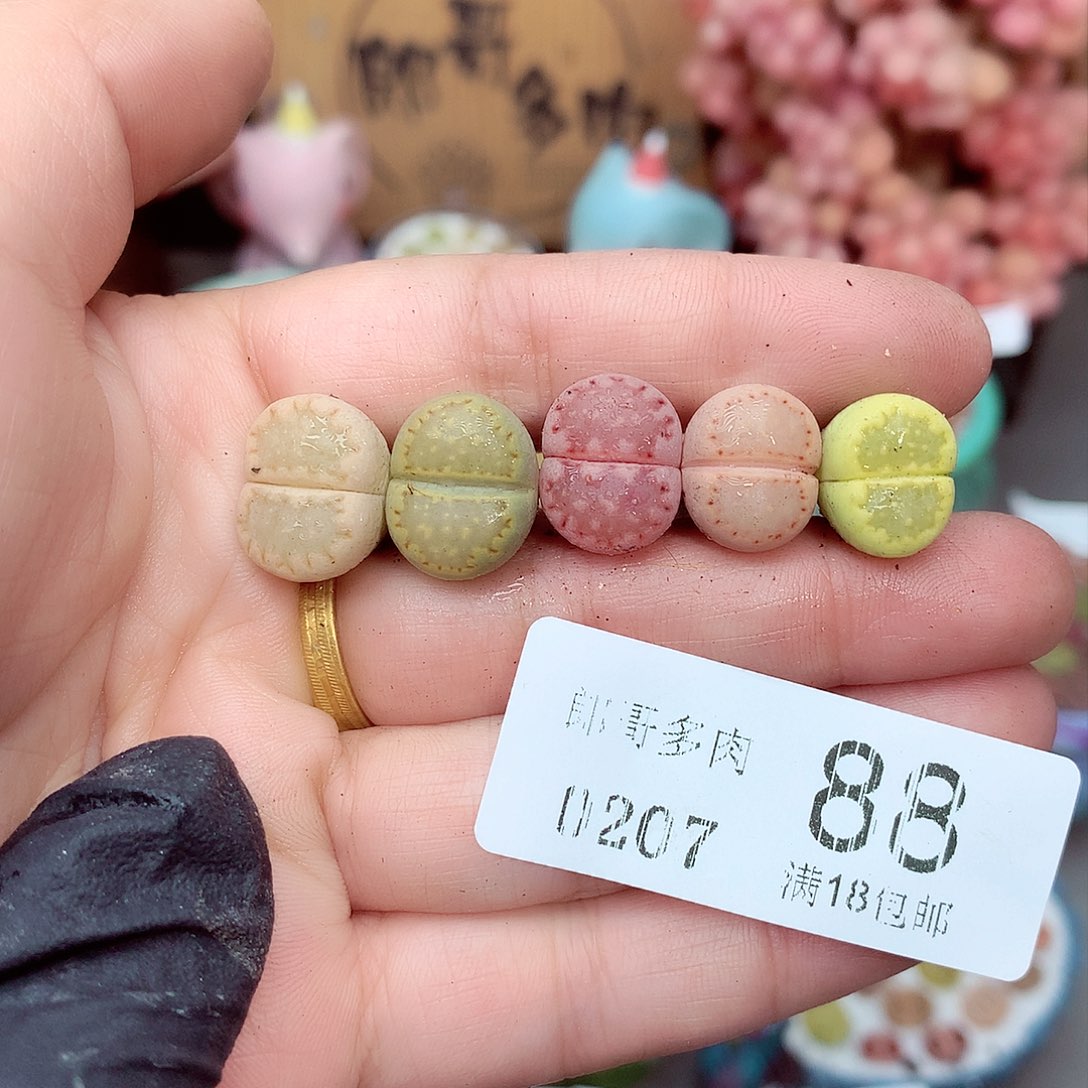 生石花满18包邮7-88