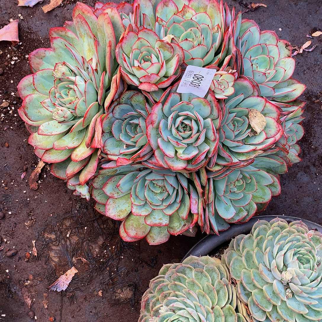 星***雨   牡丹厅多肉08036