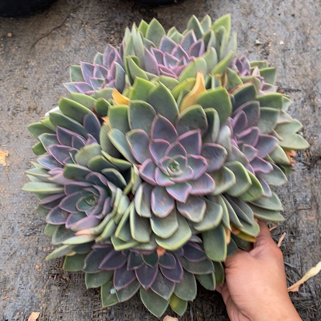 两单包邮1108-91琼斯