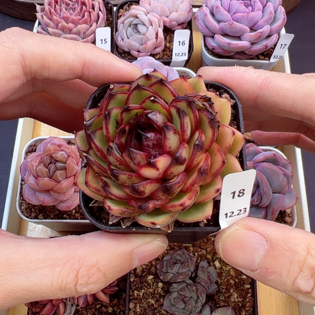 好好看18、哈哈哈哈