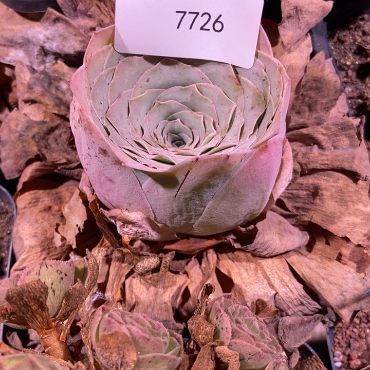 H***o7726山地玫瑰弹头