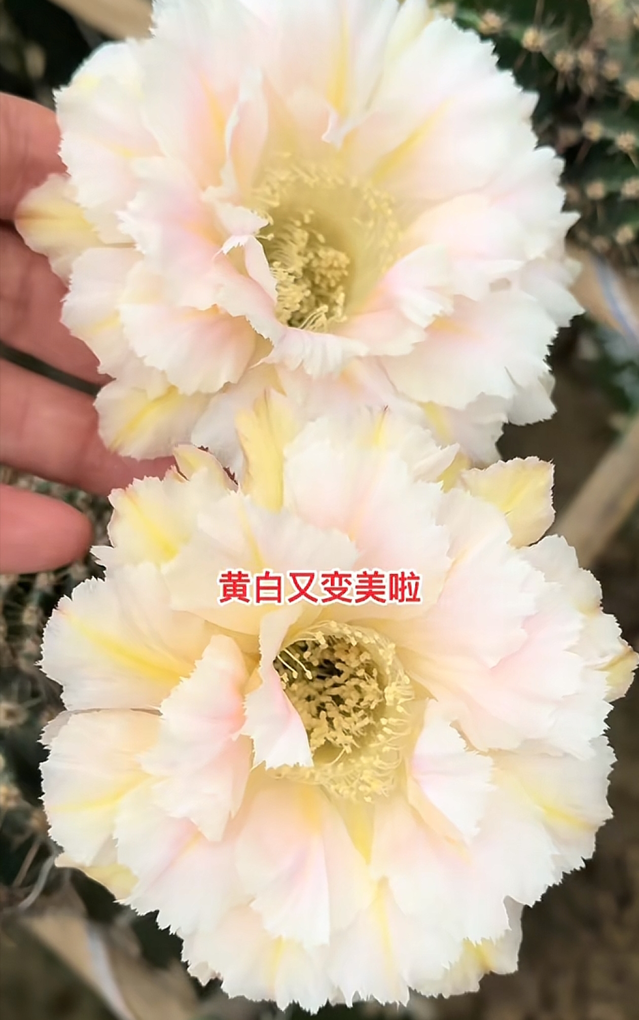 彩草，黄白，环境不同，花色花型颜色深浅不同，属于正常，介意勿拍！