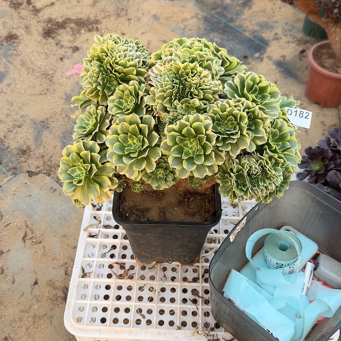 182绿豆莎有伤一颗呀呀