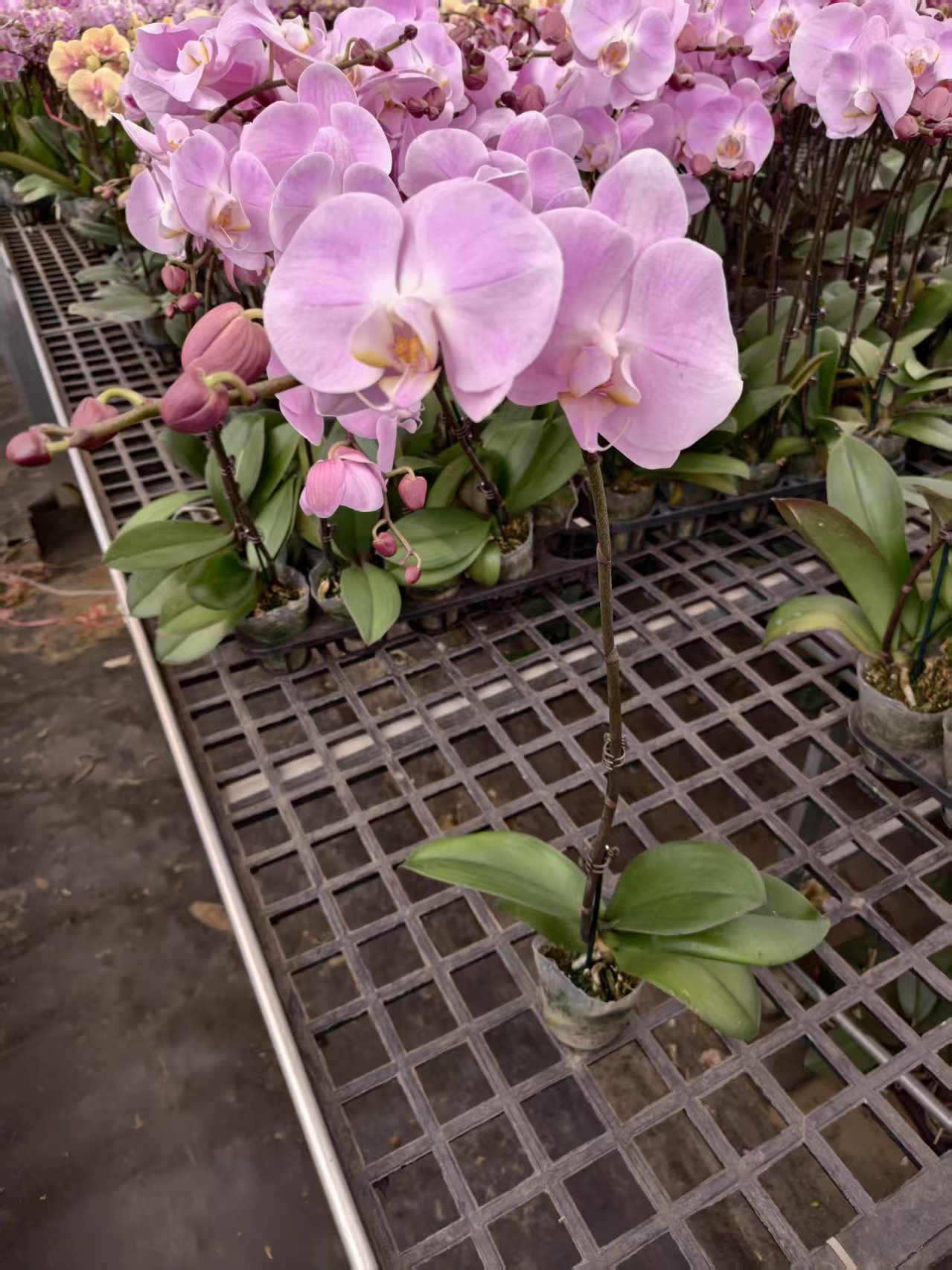 蝴蝶兰【粉珍珠】粉色花花昆明直发