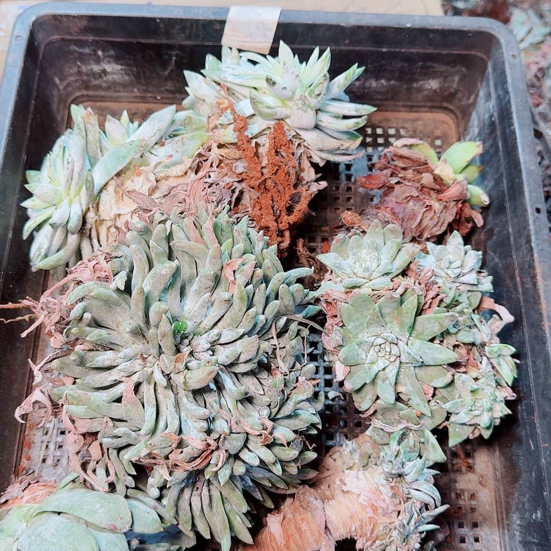 1406瑕疵框拍不售后