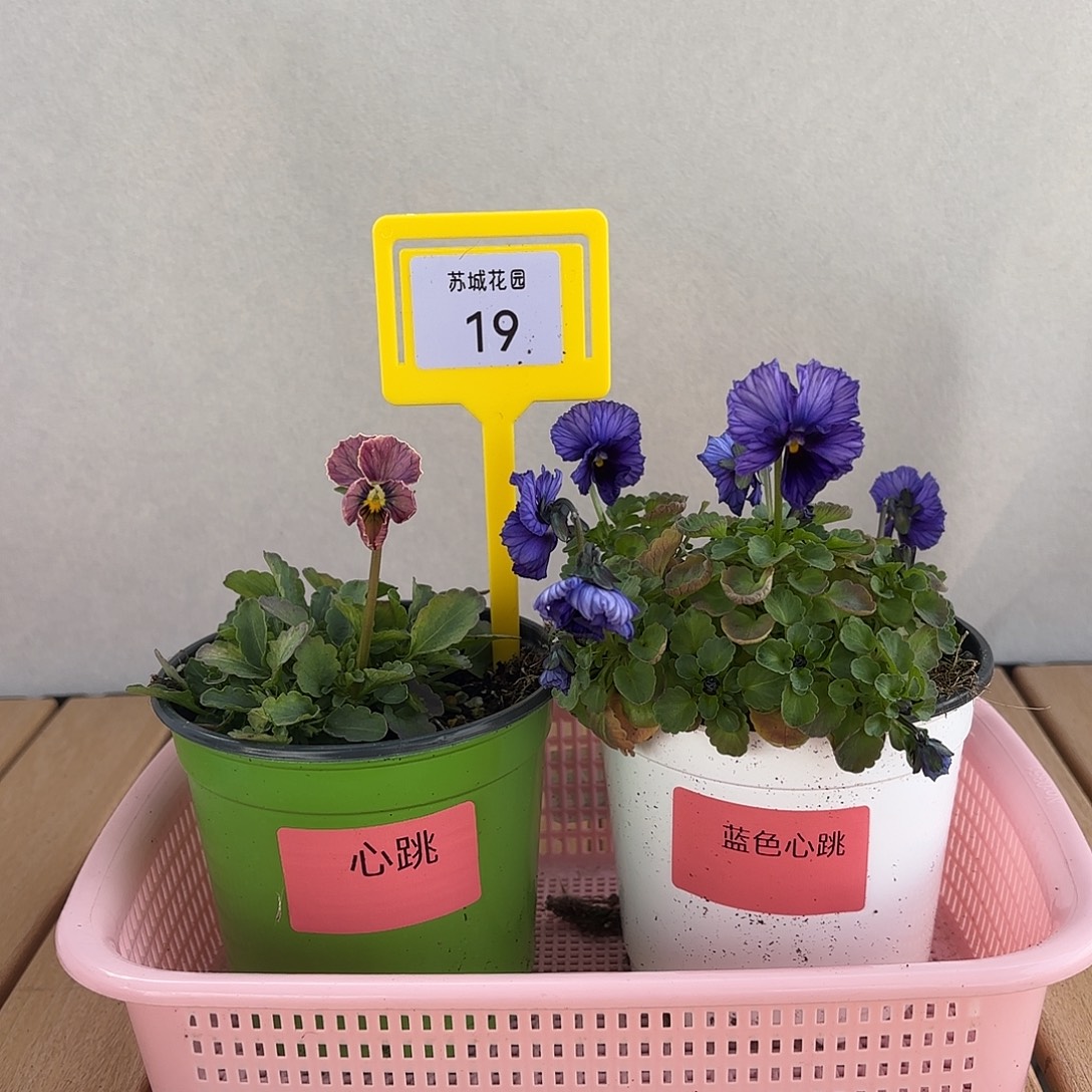 大部分开放少量花苞19