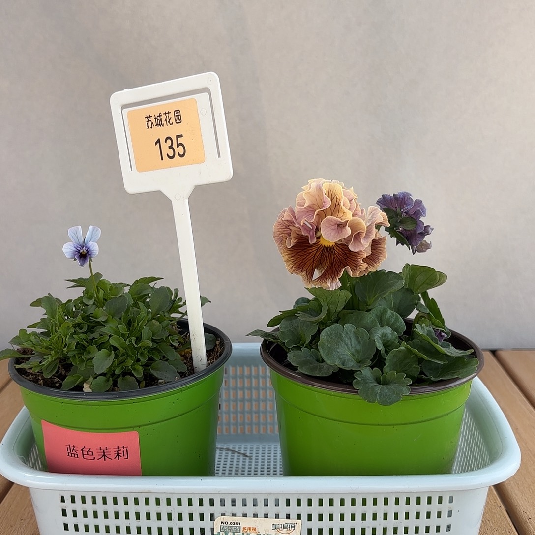 大部分开放少量花苞135