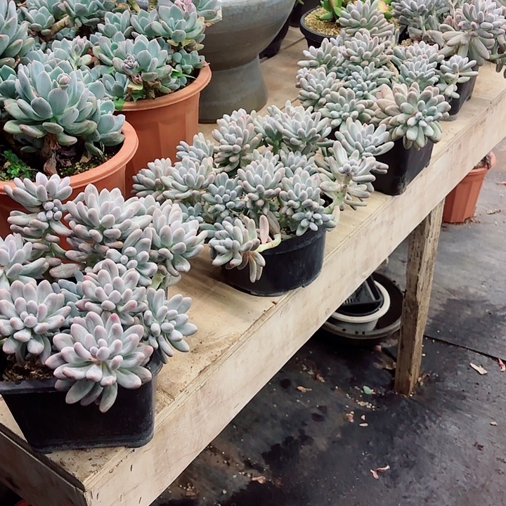 汤圆精品多肉盆栽