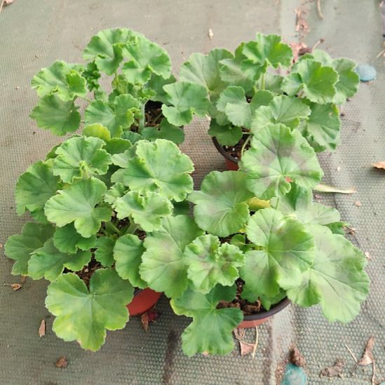 完全开放百万，法莱节哈哈哈哈哈哈哈哈还卡