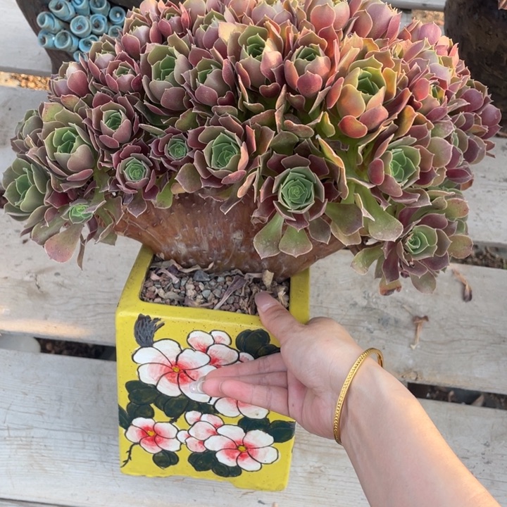 多肉多味又可防脱效果杠多好吃1