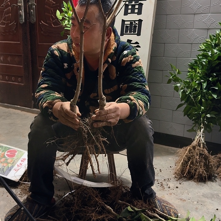 完全开放蜂糖李果树苗两颗组合