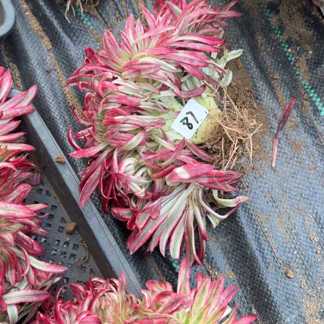 87朱雀缀多肉多肉植物山东