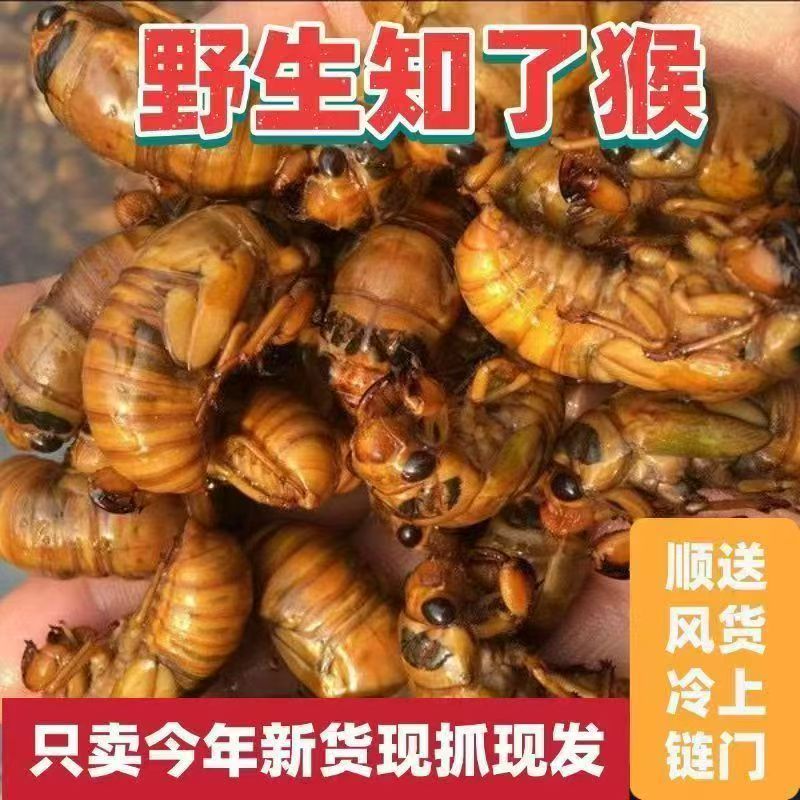 [特惠尝鲜】特产速冻新鲜金蝉知了猴金蝉50只尝鲜装可烧烤油炸