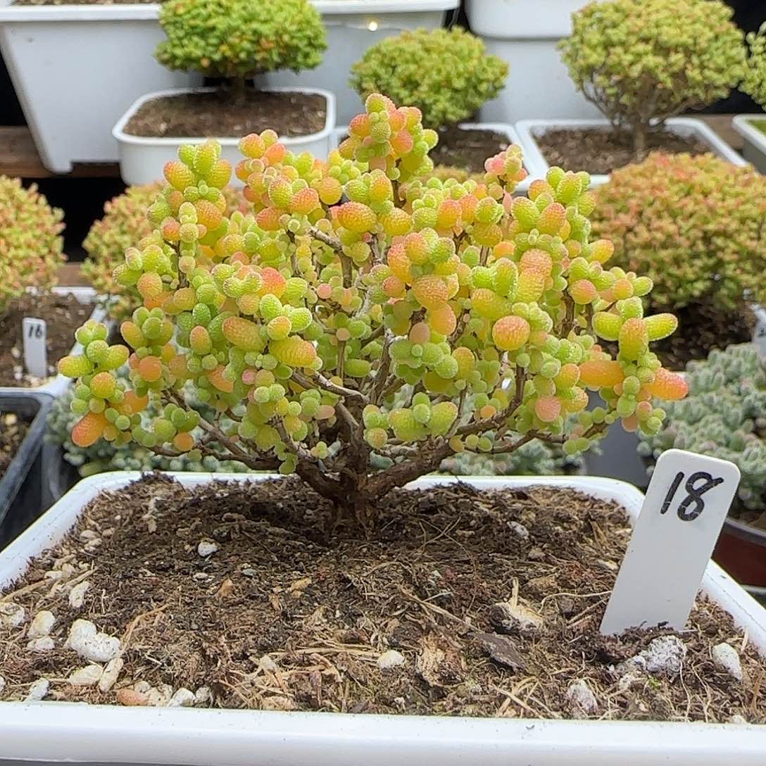 金桔糖球一物一拍