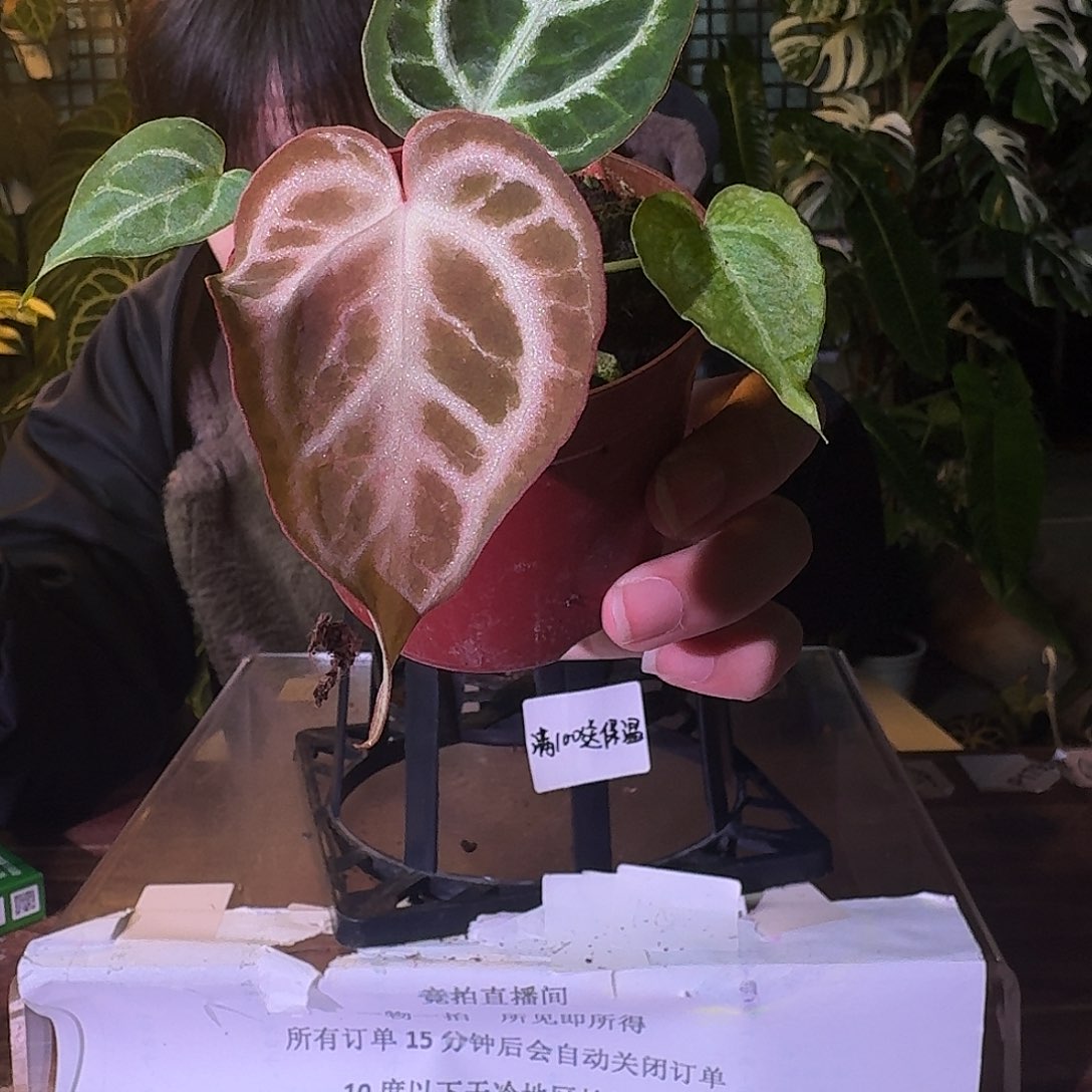 不开花植物G644女团杂粉柠檬红