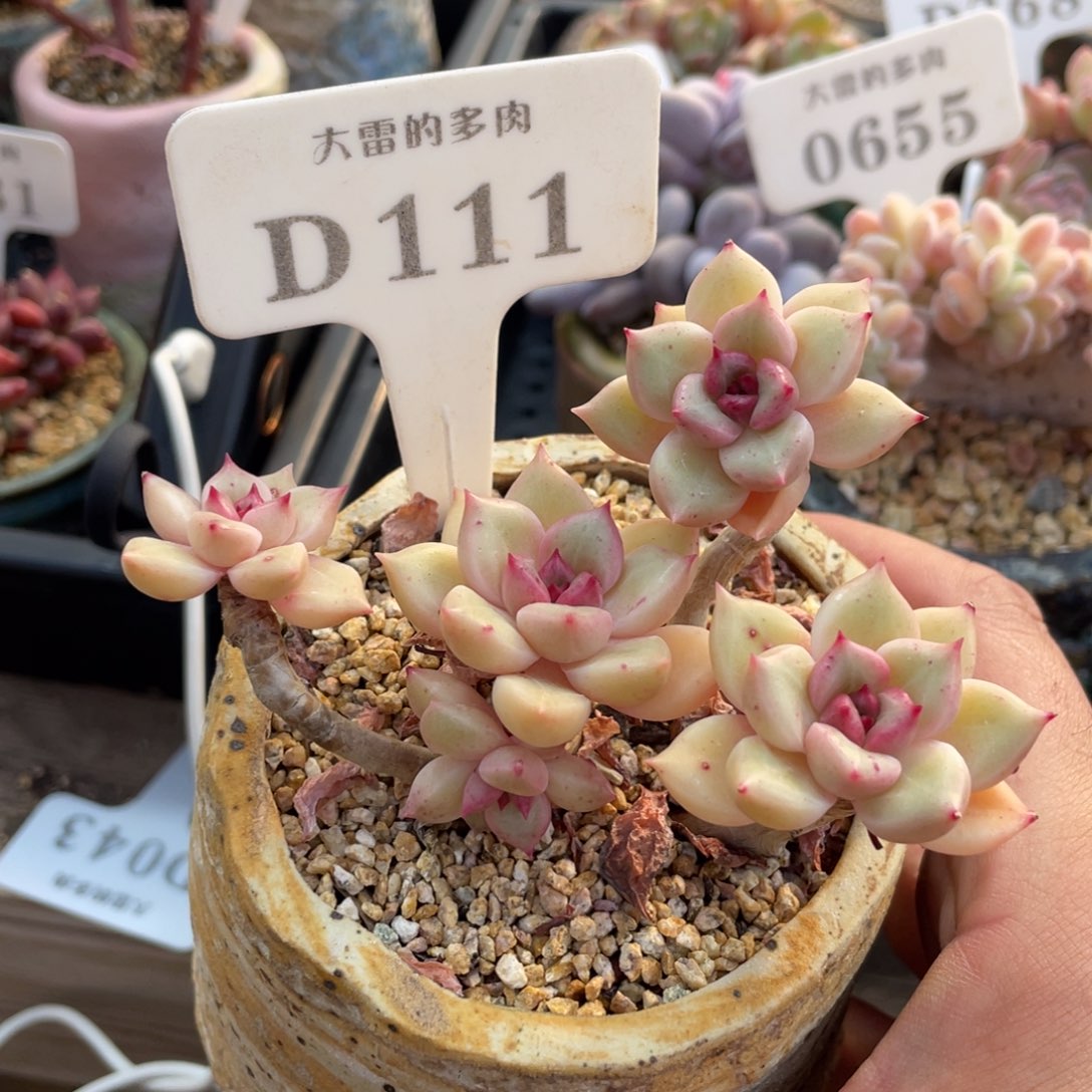 子*111璀璨不带盆10厘米