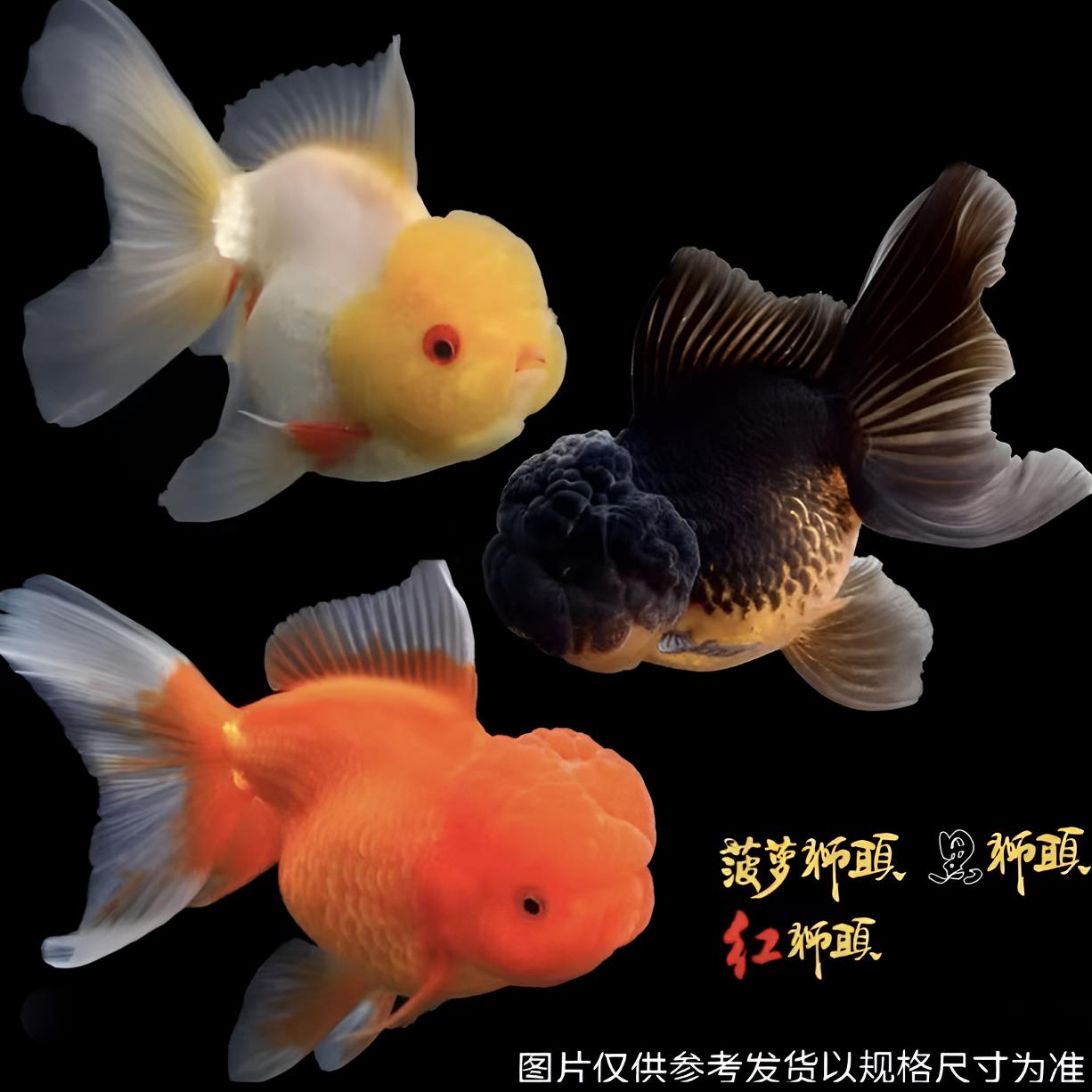 百褶泰狮直播间一物一拍到货需录制开箱视频（需要打氧气）