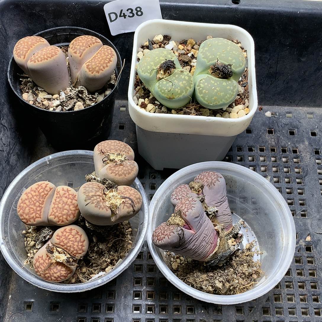 忘*D438多肉植物保护