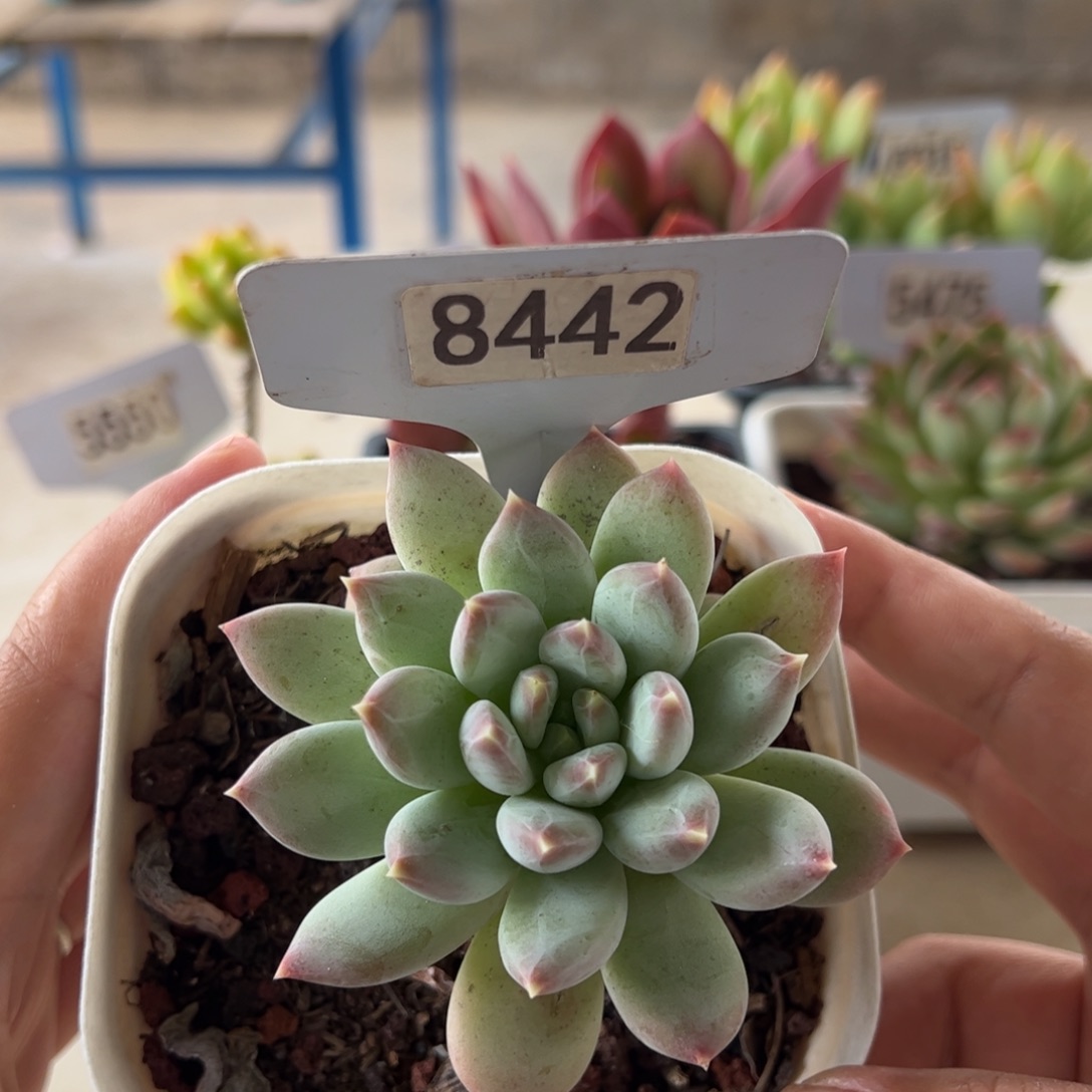 【闪购商品】厚叶草。 8442。 111111111