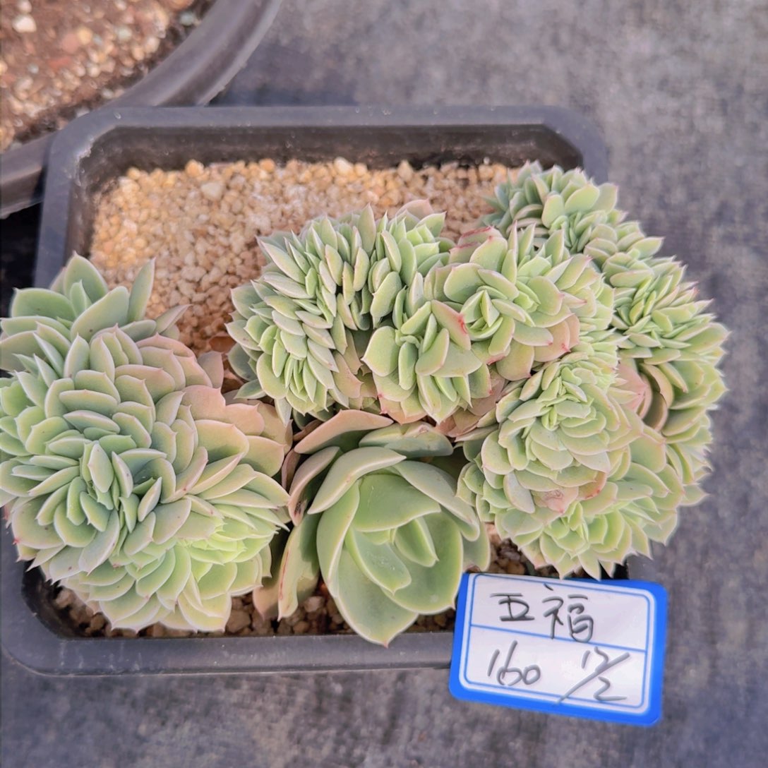 梅***福五福星娜塔缀