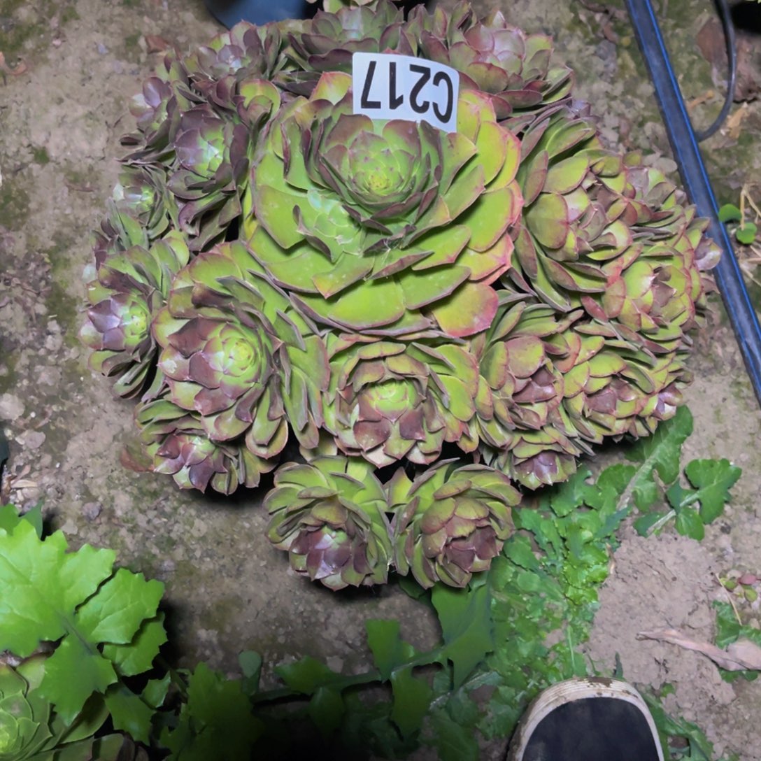 万圣节法师26///3包邮