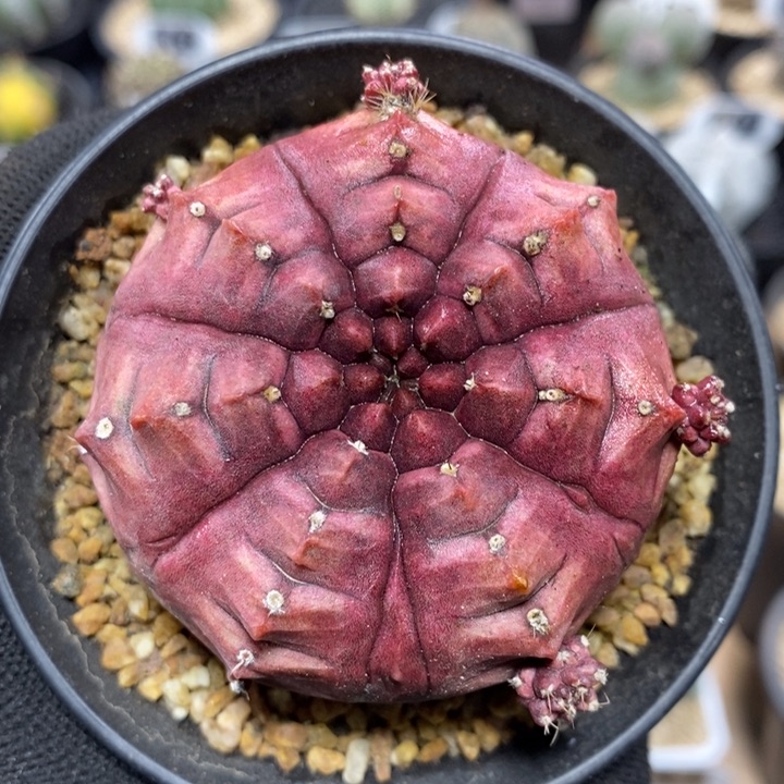 紫皮梦想309号6.1cm