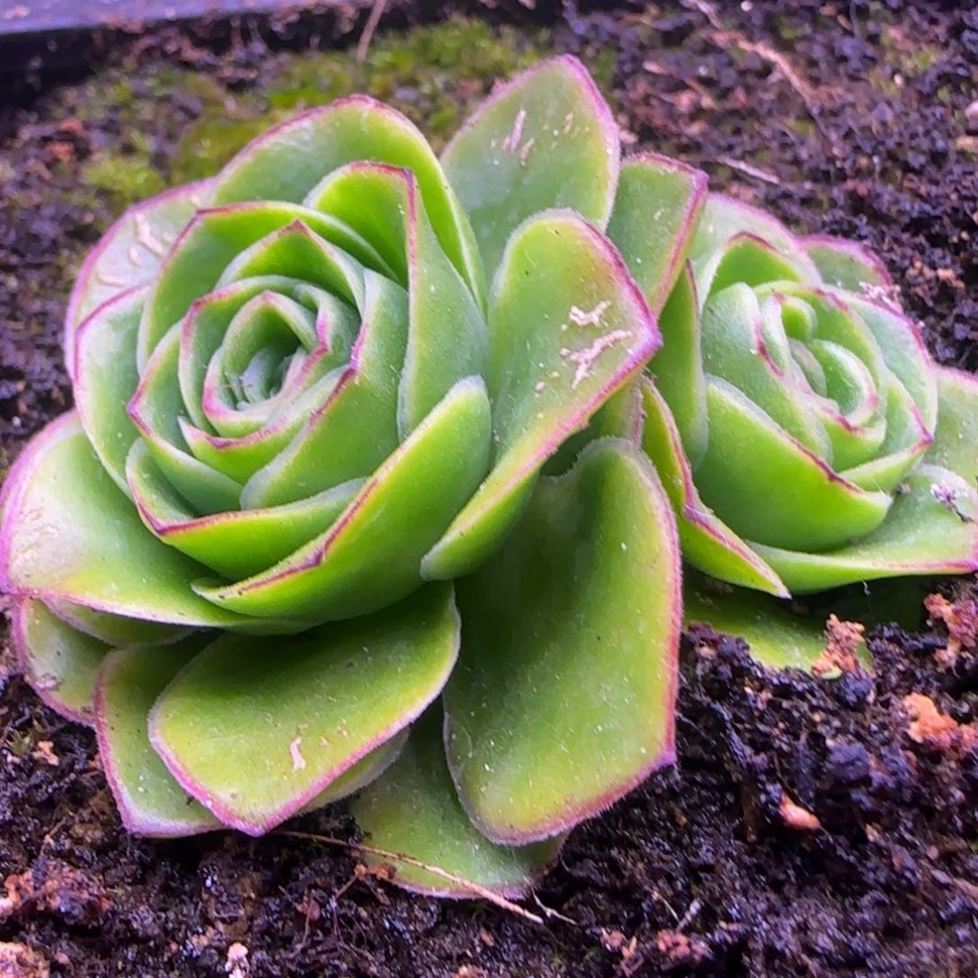 福利4.5厘米双头11434353535玫瑰