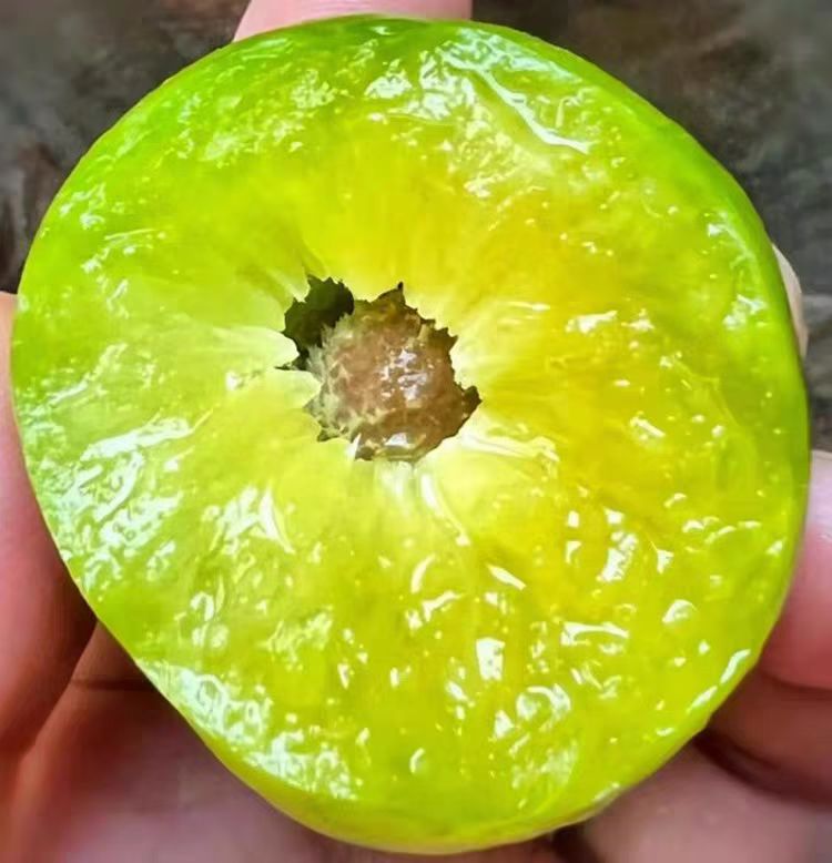 四川正宗农家脱骨青新鲜水果脆甜多汁现摘现发 苹