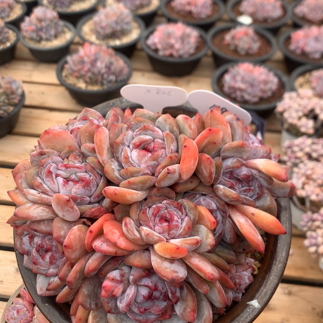 18厘米11头有砍石榴籽 119