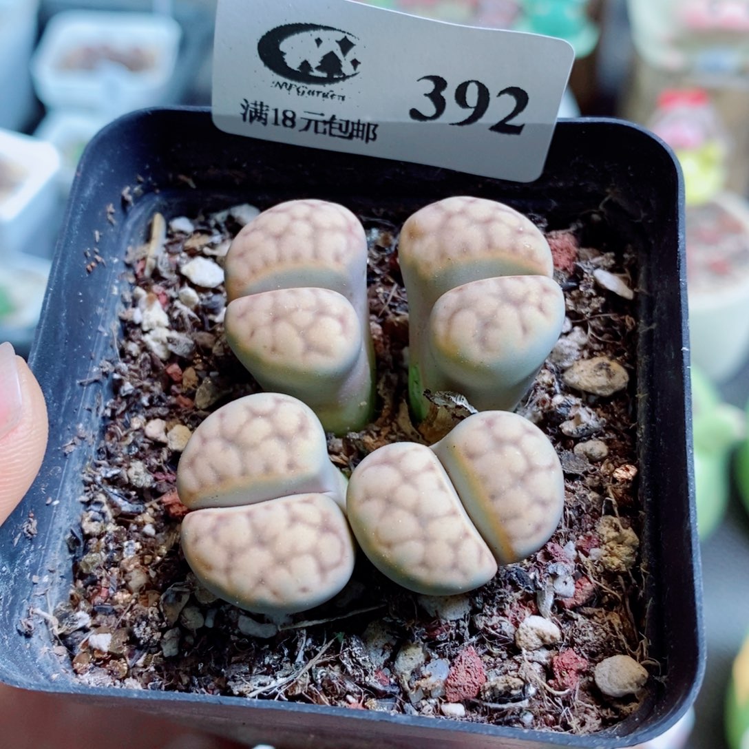 生石花花花哈哈哈哈哈哈392