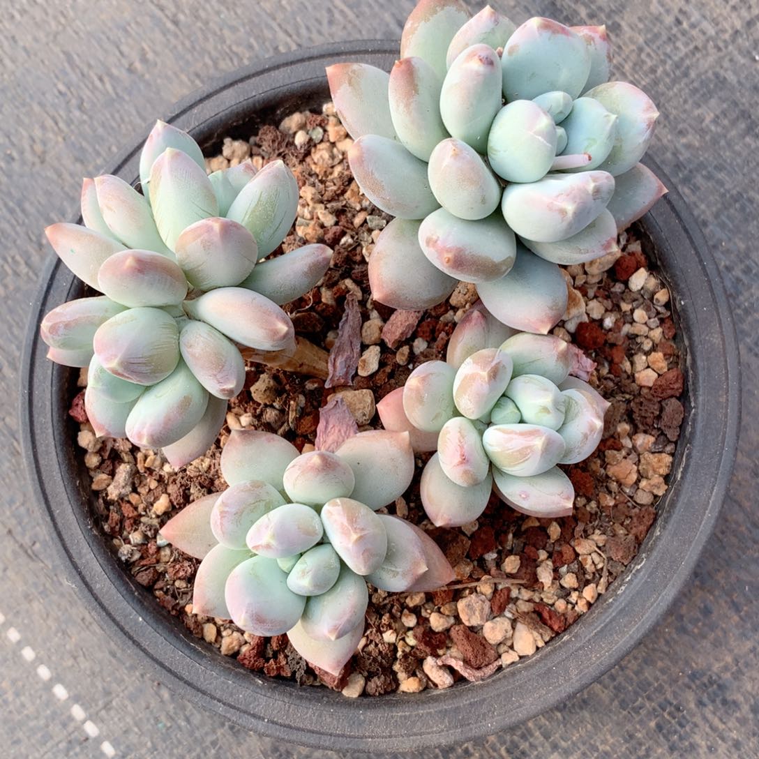 多肉植物一物一拍星空美人