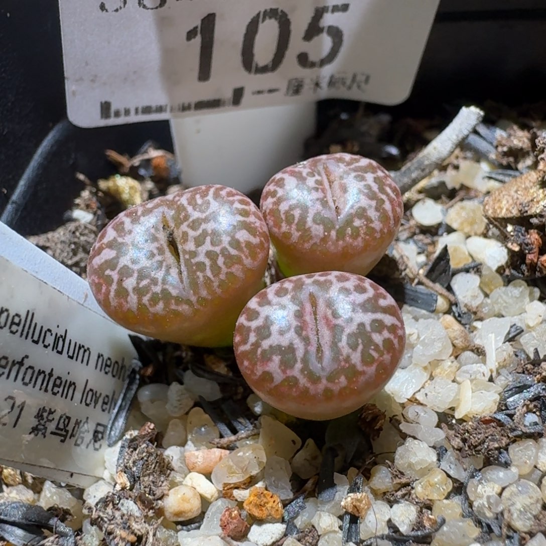 Ssss便宜出了清仓105