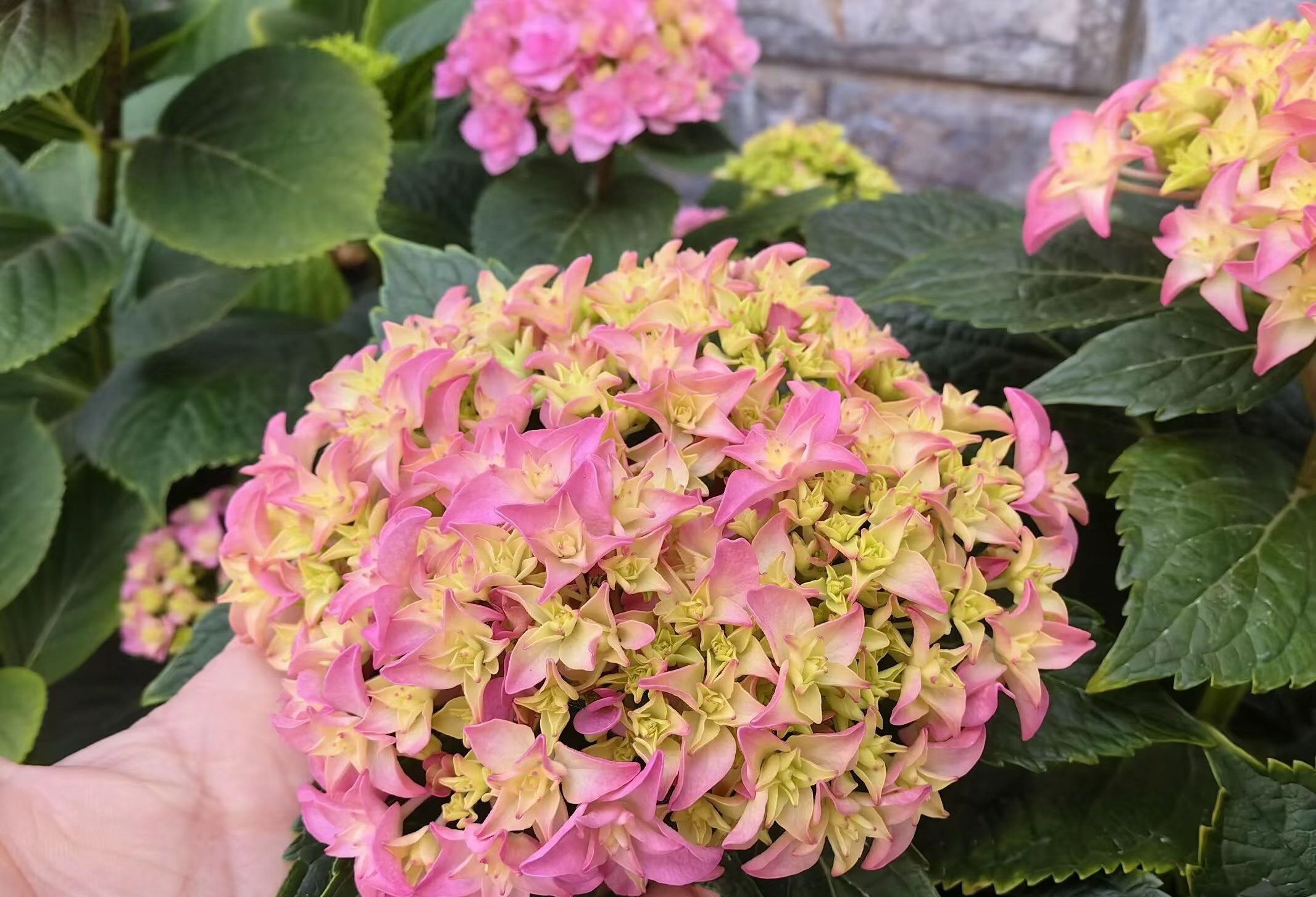 【繁花】2加仑花神重瓣大花可调色