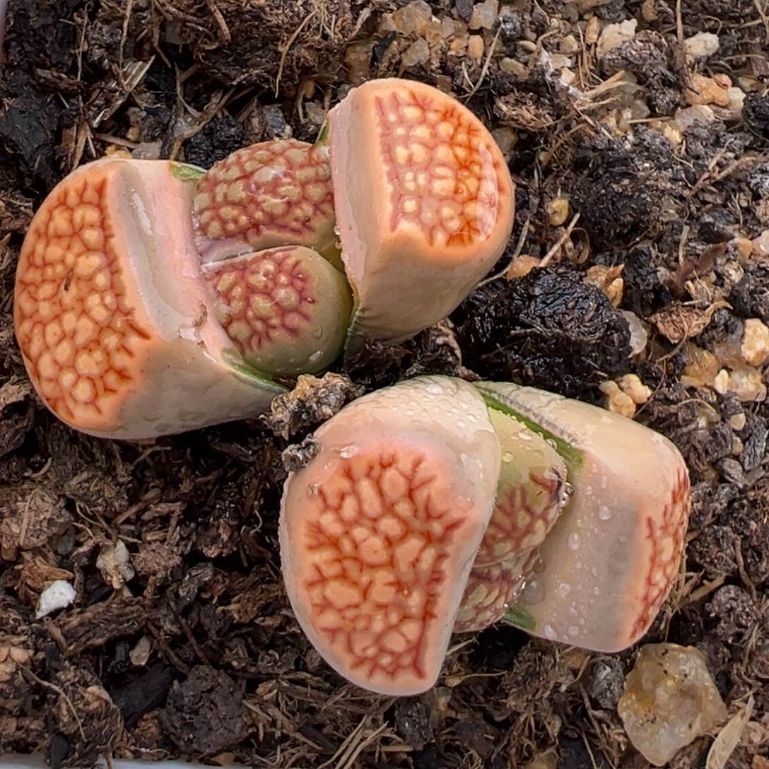 1.12好看的多肉657