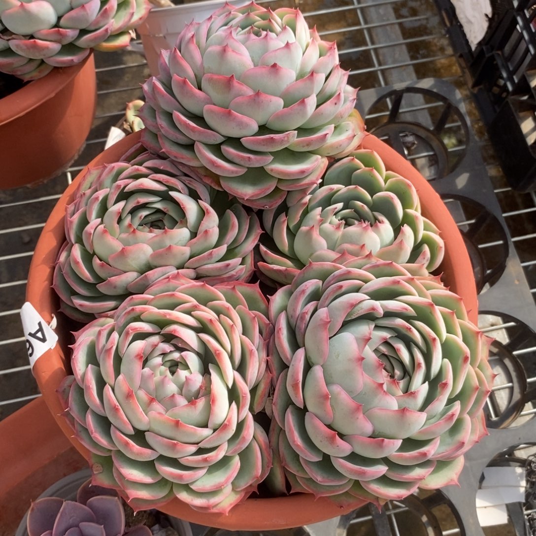 672侧影多头一物一拍