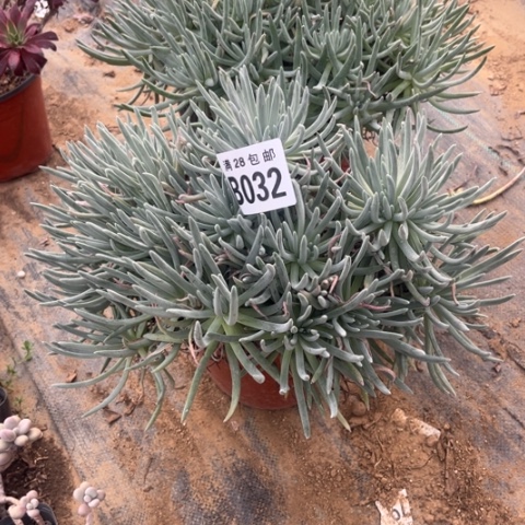 032爱度莉丝不包断枝