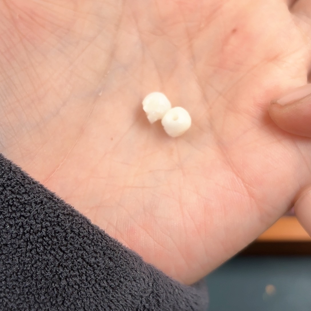 其他贝壳初****$尸陀林骷髅一对