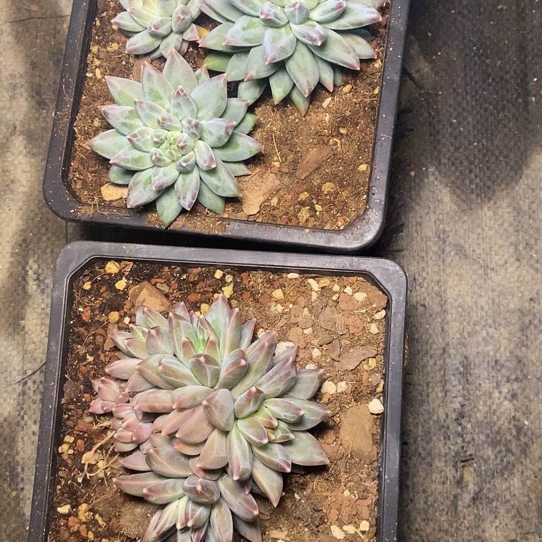 A**牛一物一拍，美人杂多肉