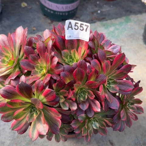 557安娜多肉22厘米左右