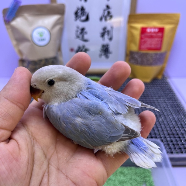 精品蓝熏母K98736-桃面鹦鹉