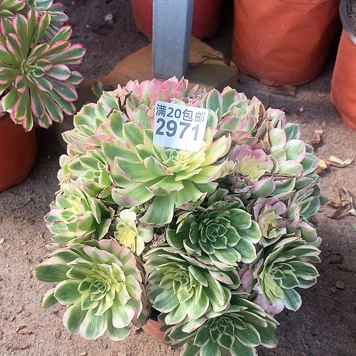 2971 一颗海王法师