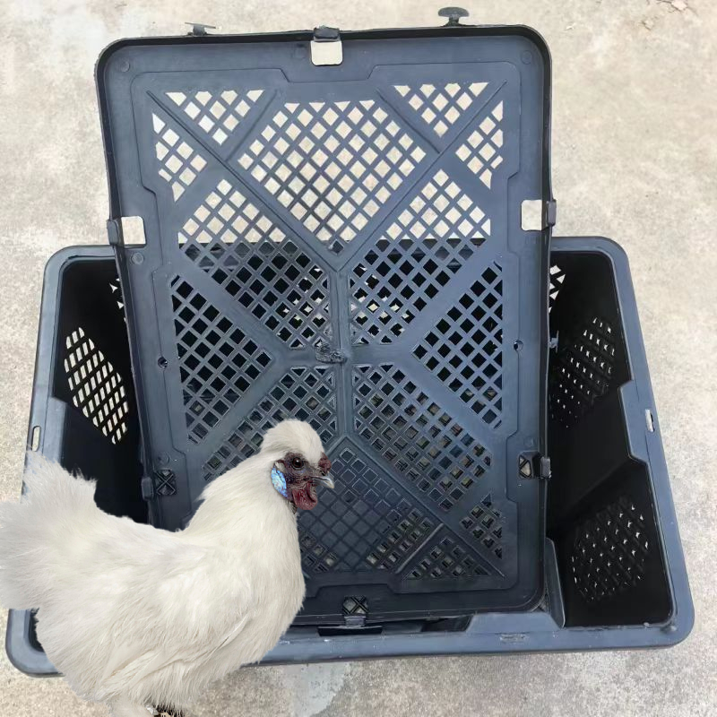 乌鸡白凤乌鸡白乌鸡丝毛乌骨鸡具有观赏性一斤左右