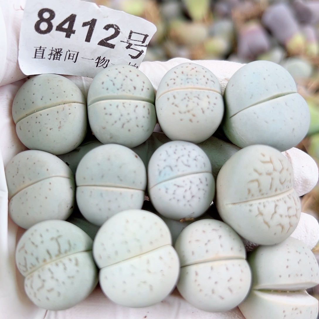 8412 好养易活生石花大母本12个