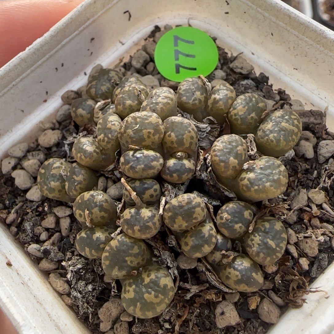 绿勋章16头多肉带盆777