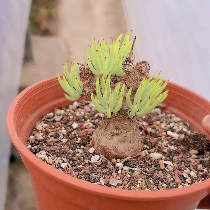 一***水BD款白象奇峰锦带盆